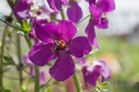Verbascum phoeniceum 'Violetta' - La Pépinière d'Agnens