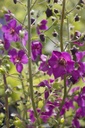 Verbascum phoeniceum 'Violetta' - La Pépinière d'Agnens