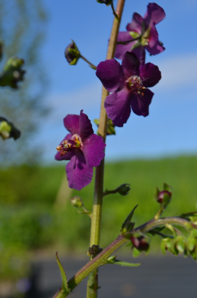 Verbascum phoeniceum 'Violetta' - La Pépinière d'Agnens