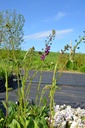 Verbascum phoeniceum 'Violetta' - La Pépinière d'Agnens