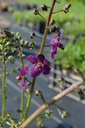 Verbascum phoeniceum 'Violetta' - La Pépinière d'Agnens