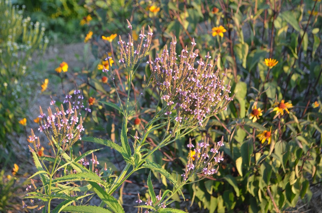 Verbena hastata 'Pink Spires' - La Pépinière d'Agnens