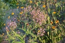 Verbena hastata 'Pink Spires' - La Pépinière d'Agnens