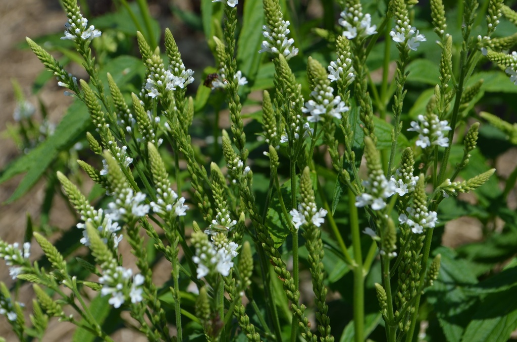 Verbena hastata 'White Spire' - La Pépinière d'Agnens