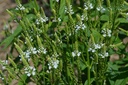 Verbena hastata 'White Spire' - La Pépinière d'Agnens
