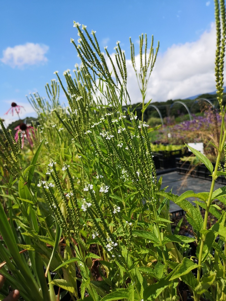 Verbena hastata 'White Spire' - La Pépinière d'Agnens