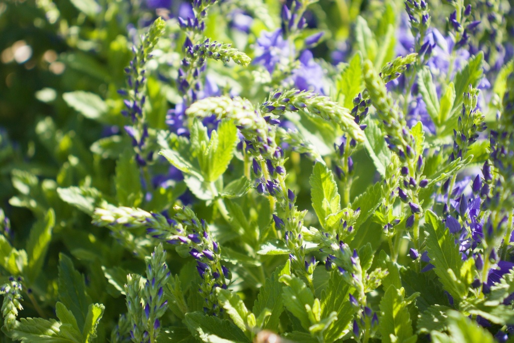 Veronica austriaca ssp. teucrium 'Knallblau' - La Pépinière d'Agnens