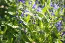 Veronica austriaca ssp. teucrium 'Knallblau' - La Pépinière d'Agnens