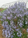 Veronica gentianoides 'Maihimmel' - La Pépinière d'Agnens