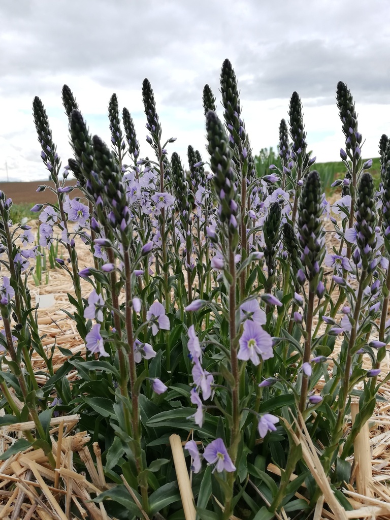 Veronica gentianoides 'Maihimmel' - La Pépinière d'Agnens