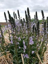 Veronica gentianoides 'Maihimmel' - La Pépinière d'Agnens
