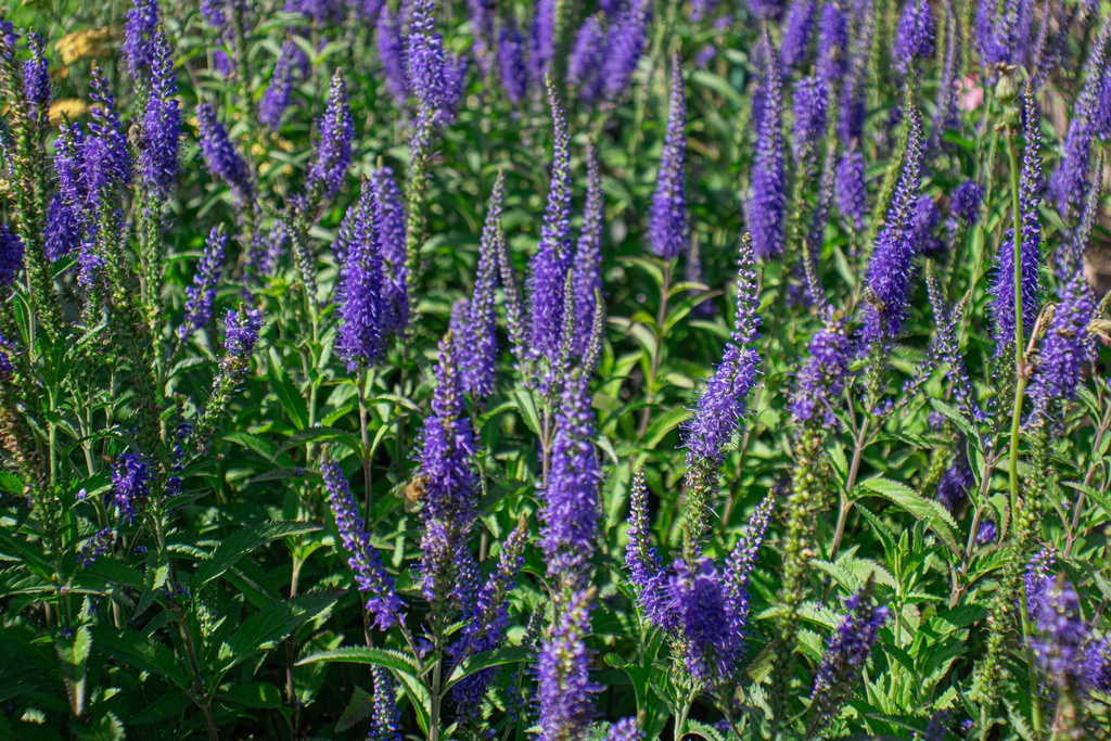 Veronica longifolia 'Blauriesin' - La Pépinière d'Agnens