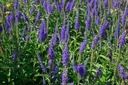 Veronica longifolia 'Blauriesin' - La Pépinière d'Agnens