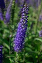 Veronica longifolia 'Blauriesin' - La Pépinière d'Agnens