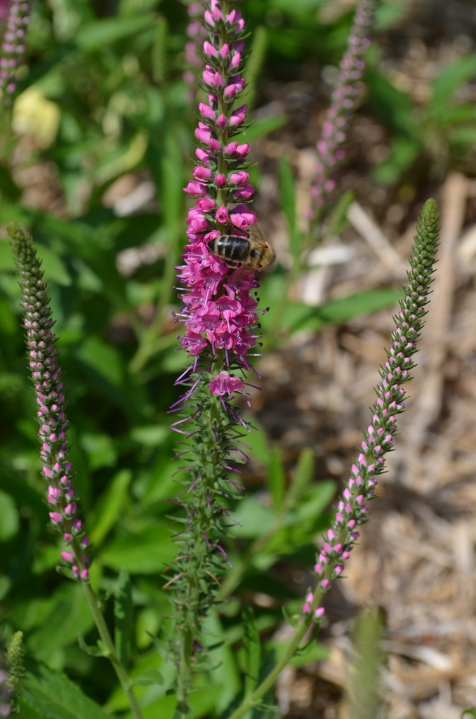 Veronica spicata 'Rotfuchs' - La Pépinière d'Agnens