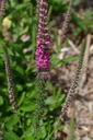 Veronica spicata 'Rotfuchs' - La Pépinière d'Agnens