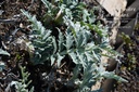 Cynara cardunculus- La pépinière d'Agnens