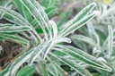 Veronica spicata ssp. incana 'Silberteppich' - La Pépinière d'Agnens