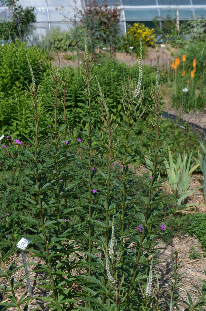 Veronicastrum virginicum 'Album' - La Pépinière d'Agnens