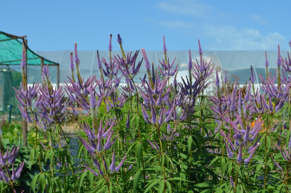 Veronicastrum virginicum 'Fascination' - La Pépinière d'Agnens