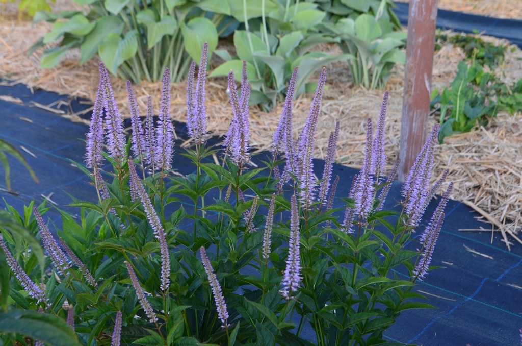 Veronicastrum virginicum 'Red Arrow' - La Pépinière d'Agnens
