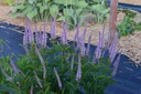 Veronicastrum virginicum 'Red Arrow' - La Pépinière d'Agnens