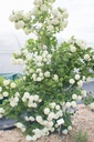 Viburnum opulus 'Roseum' - La Pépinière d'Agnens