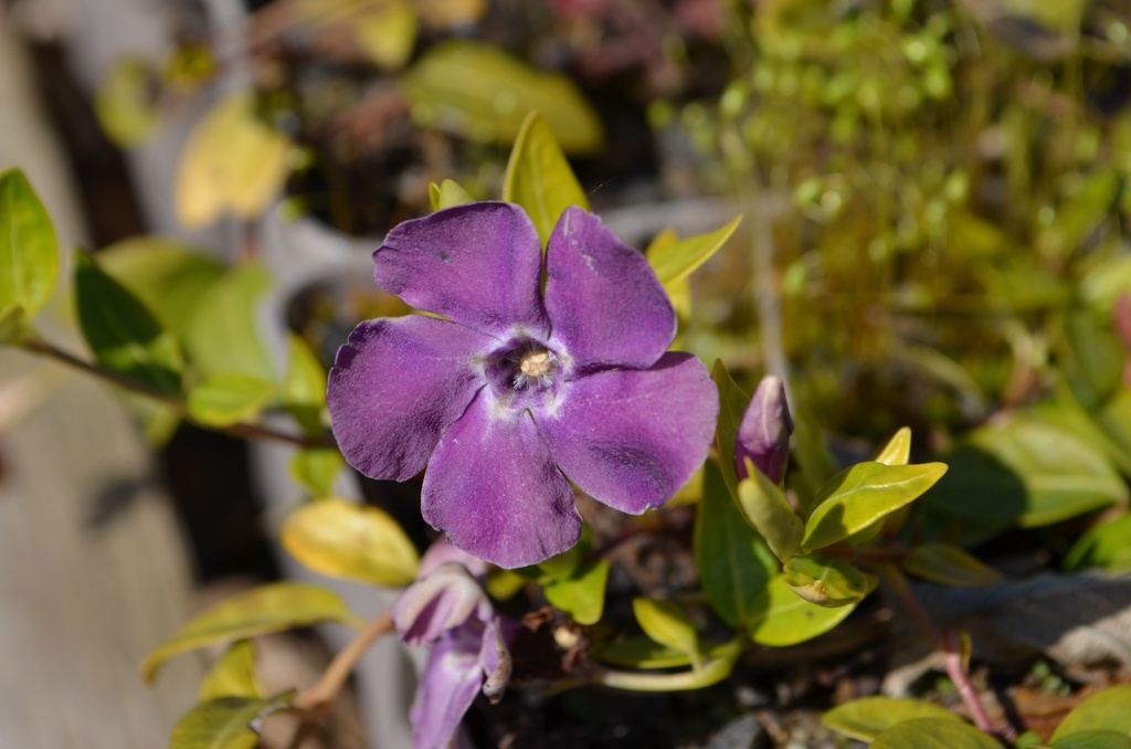 Vinca minor 'Atropurpurea' - La Pépinière d'Agnens