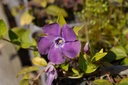 Vinca minor 'Atropurpurea' - La Pépinière d'Agnens