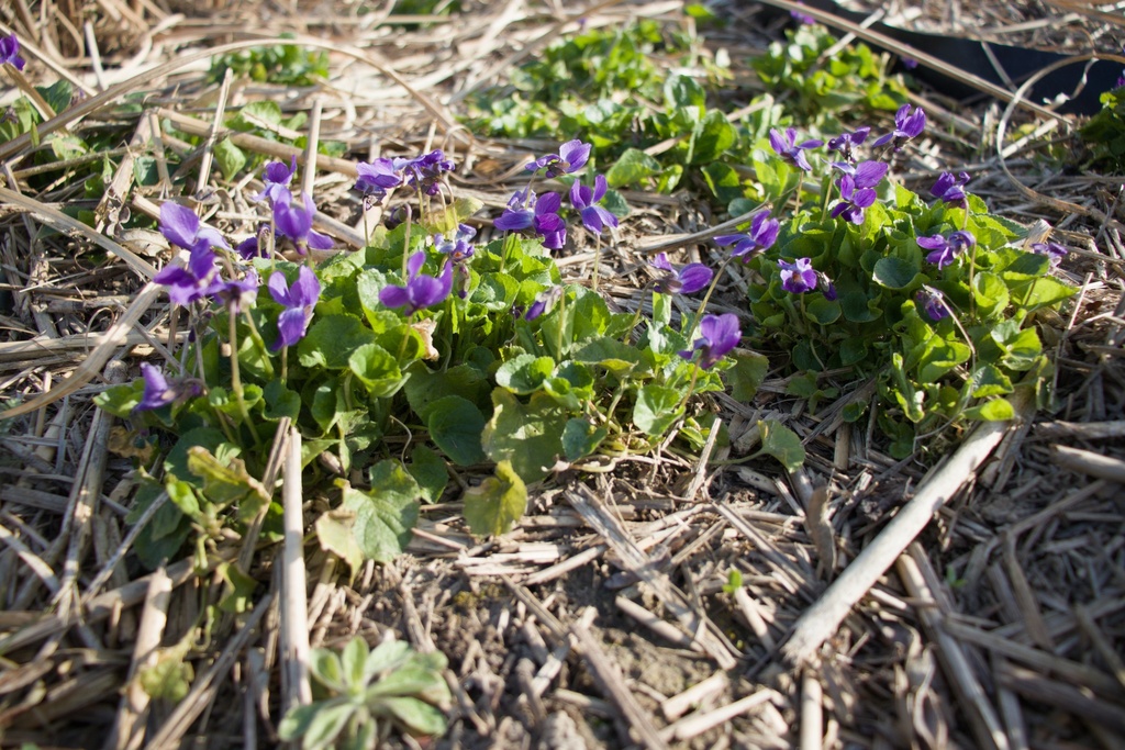 Viola odorata 'Königin Charlotte' - La Pépinière d'Agnens