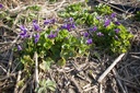 Viola odorata 'Königin Charlotte' - La Pépinière d'Agnens