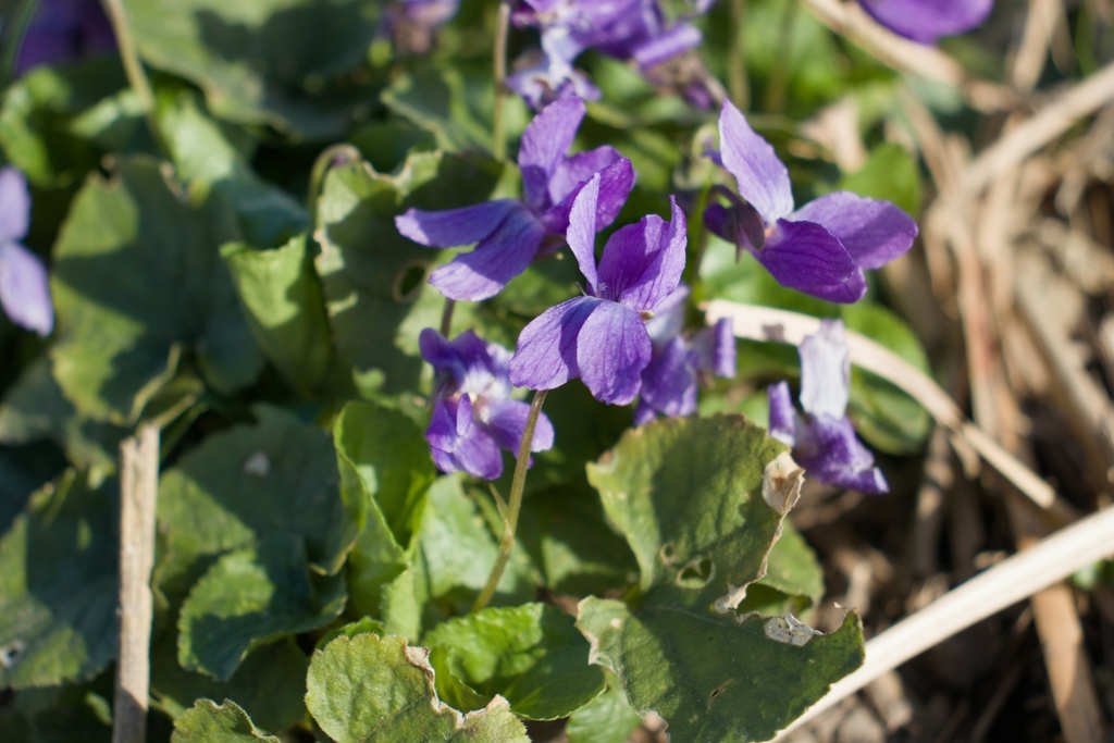Viola odorata 'Königin Charlotte' - La Pépinière d'Agnens