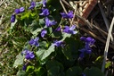 Viola odorata 'Königin Charlotte' - La Pépinière d'Agnens