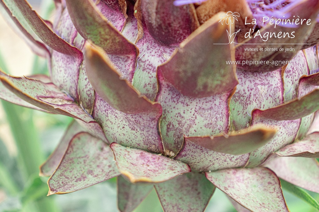 Cynara scolymus- La pépinière d'Agnens