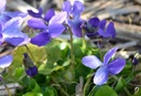 Viola odorata 'Königin Charlotte' - La Pépinière d'Agnens