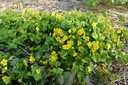 Waldsteinia ternata - La Pépinière d'Agnens