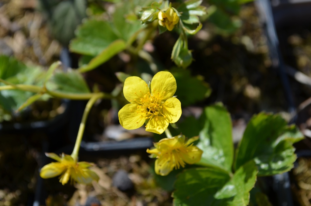 Waldsteinia ternata - La Pépinière d'Agnens