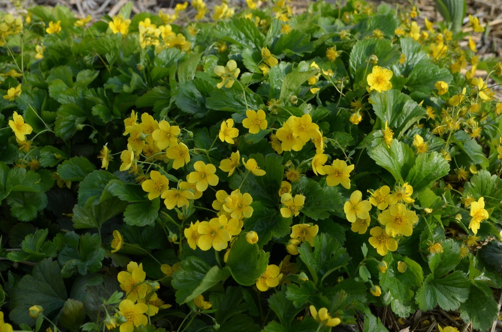 Waldsteinia ternata - La Pépinière d'Agnens