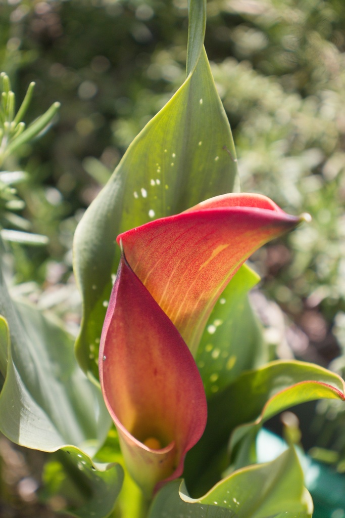 Zantedeschia 'Morning Sun' - La Pépinière d'Agnens