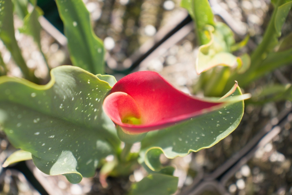 Zantedeschia 'Morning Sun' - La Pépinière d'Agnens
