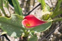 Zantedeschia 'Morning Sun' - La Pépinière d'Agnens