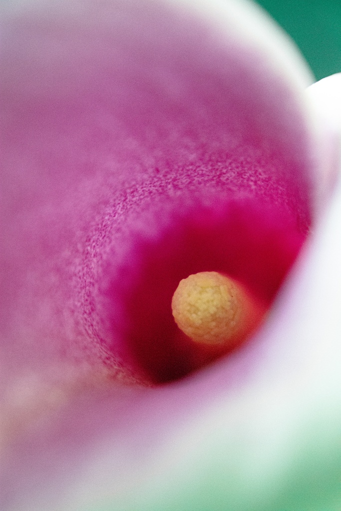 Zantedeschia 'Picasso' - La Pépinière d'Agnens