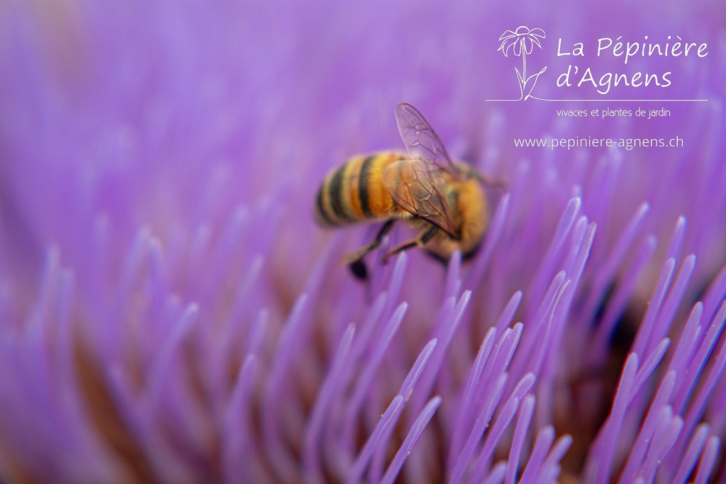 Cynara scolymus- La pépinière d'Agnens