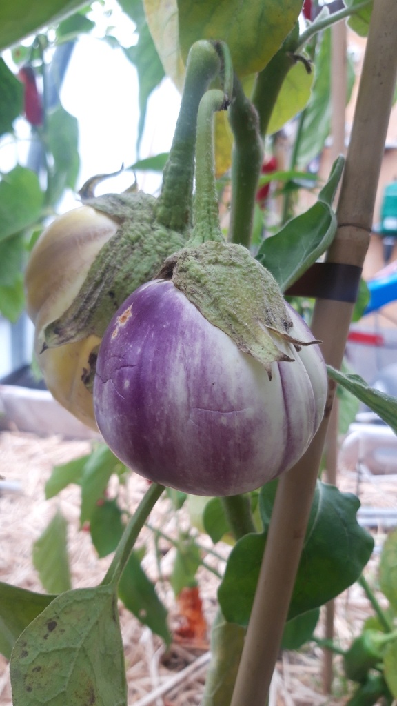 Aubergine cultivar 'Rotonda Bianca' - La Pépinière d'Agnens