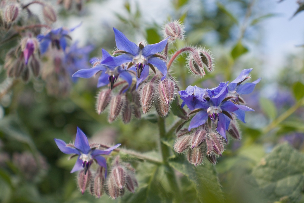 Borago officinalis - La Pépinière d'Agnens