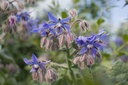 Borago officinalis - La Pépinière d'Agnens