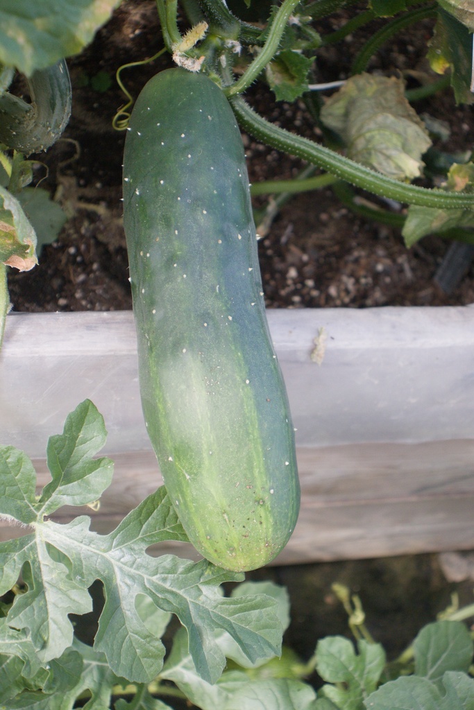 Concombre cultivars 'Nostrano' - La pépinière d'Agnens