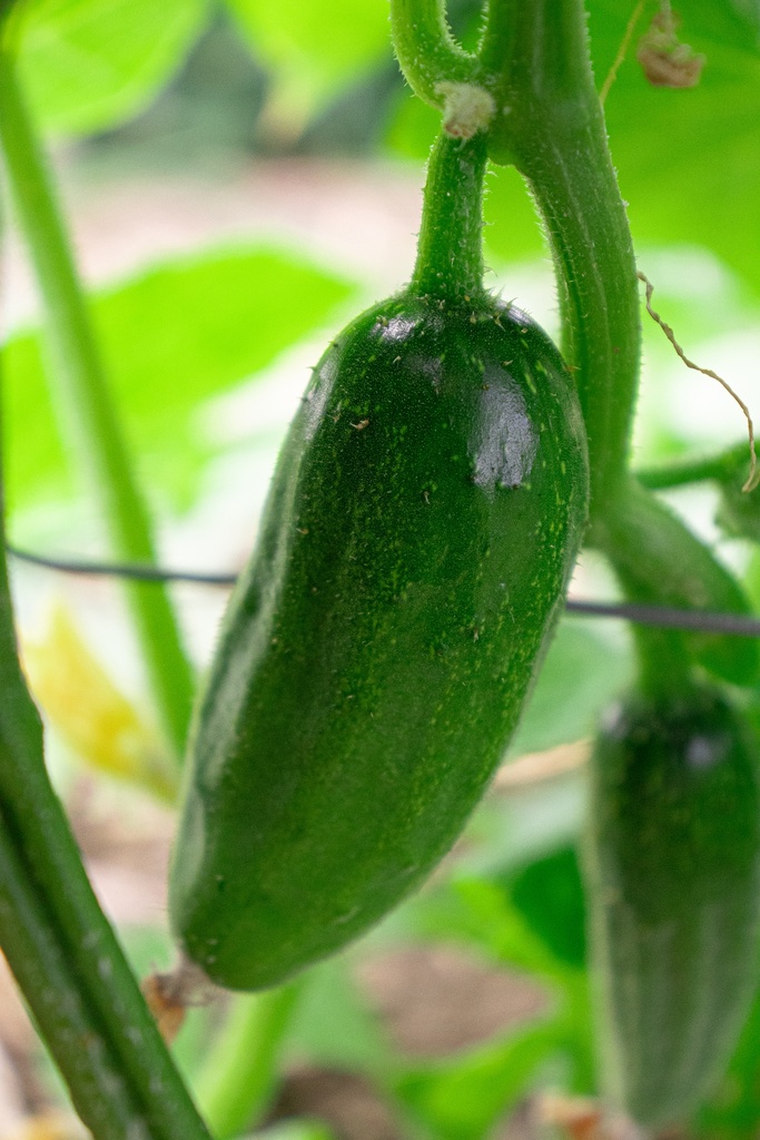 Cornichon à faire grimper 'Délicatesse' - La Pépinière d'Agnens