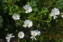 Cosmos bipinnatus 'Albus' - La pépinière d'Agnens