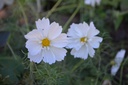 Cosmos bipinnatus 'Albus' - La pépinière d'Agnens